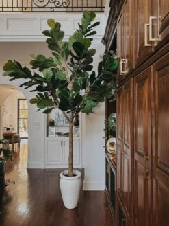 10-ft Artificial Fiddle Leaf Fig Tree 12 10-ft Artificial Fiddle Leaf Fig Tree -Eds Plant Shop 10 artificial fiddle leaf fig tree 792459