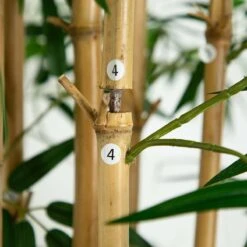 12-ft Artificial Bamboo Tree With Real Bamboo Trunks 14 12-ft Artificial Bamboo Tree With Real Bamboo Trunks -Eds Plant Shop 12 artificial bamboo tree with real bamboo trunks 366979