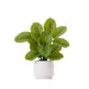 12-in Artificial Calathea Plant With Decorative Planter 1 12-in Artificial Calathea Plant With Decorative Planter -Eds Plant Shop 12 artificial calathea plant with decorative planter 692521