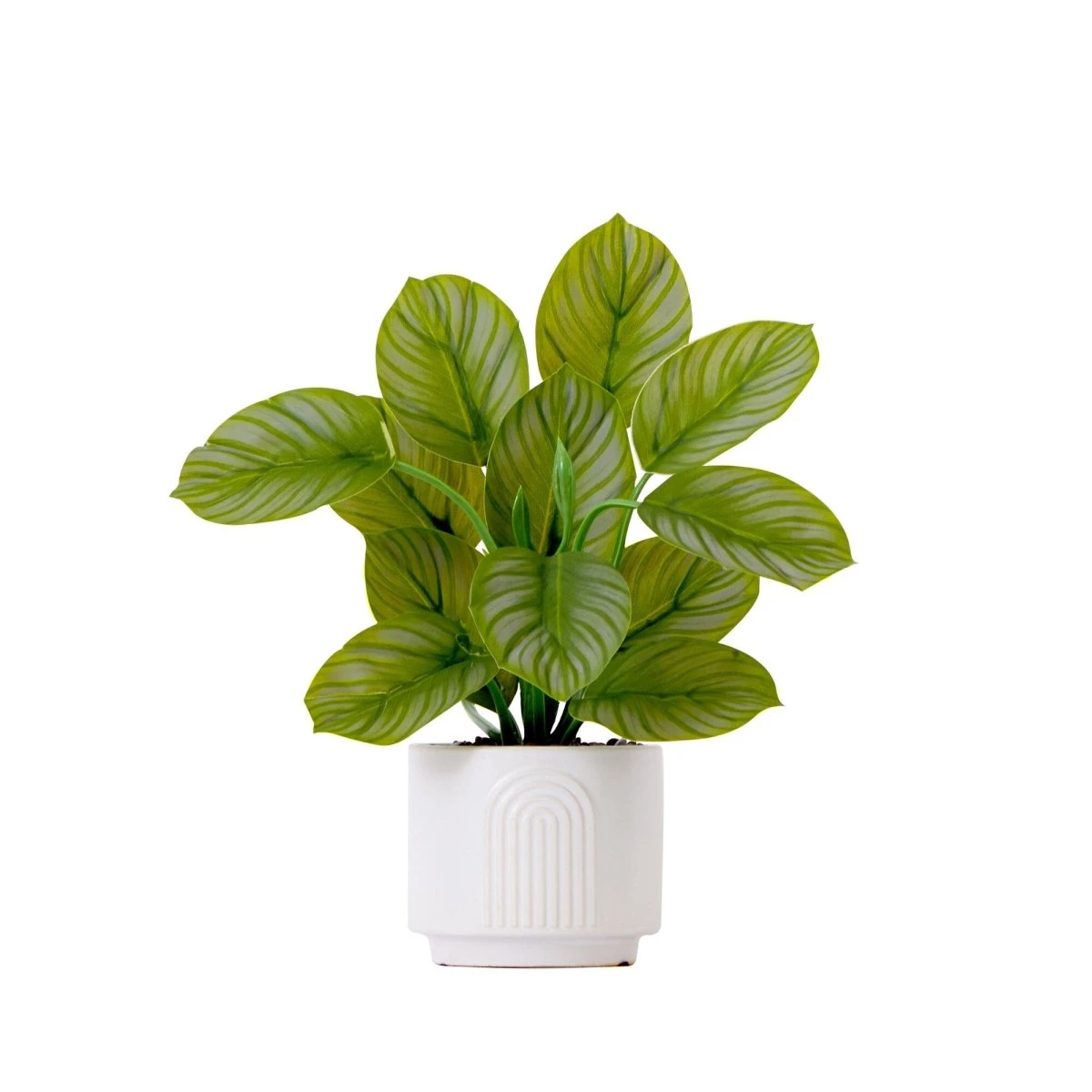 12-in Artificial Calathea Plant With Decorative Planter 3 12-in Artificial Calathea Plant With Decorative Planter