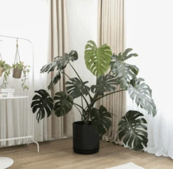 12-Inch Black Signature Stone Planter & Saucer -Eds Plant Shop 12 inch black signature stone planter saucer 778863