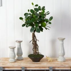 2-ft Realistic Artificial Ficus Tree – Bonsai Style In Decorative Planter -Eds Plant Shop 2 realistic artificial ficus tree bonsai style in decorative planter 355930