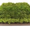 2" Rhipsalis Assortment – Variety Pack Of Jungle Cactus 1 2" Rhipsalis Assortment – Variety Pack Of Jungle Cactus -Eds Plant Shop 2 rhipsalis assortment variety pack of jungle cactus 9747132