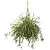 20-in Spider Plant Hanging Basket 1 20-in Spider Plant Hanging Basket -Eds Plant Shop 20 spider plant hanging basket 859407