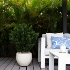 3-ft Cedar Bush (Indoor/Outdoor) -Eds Plant Shop 3 cedar bush indooroutdoor 492281