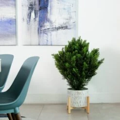 3-ft Cedar Bush (Indoor/Outdoor) -Eds Plant Shop 3 cedar bush indooroutdoor 610320