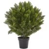 3-ft Cedar Bush (Indoor/Outdoor) -Eds Plant Shop 3 cedar bush indooroutdoor 975698