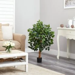 3-ft Ficus Silk Tree -Eds Plant Shop 3 ficus silk tree 327426