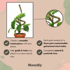3 Pack Bendable Moss Pole™ THIN – Flexible Plant Support For Smaller Pots & Delicate Climbers -Eds Plant Shop 3 pack bendable moss pole thin flexible plant support for smaller pots delicate climbers 1513711