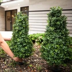 3-ft UV-Resistant Artificial Boxwood Topiary With Ground Stake – Set Of 2 -Eds Plant Shop 3 uv resistant artificial boxwood topiary with ground stake set of 2 7135091
