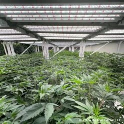 4' 4 Bulb LED Grow Light – T5 HO 2.0 Sun White Pro Spectrum -Eds Plant Shop 4 4 bulb led grow light t5 ho 20 sun white pro spectrum 295289