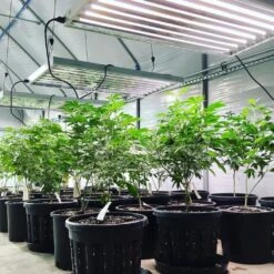 4' 8 Lamp LED Grow Light - T5 HO Sun White Pro Spectrum 12 4' 8 Lamp LED Grow Light - T5 HO Sun White Pro Spectrum -Eds Plant Shop 4 8 lamp led grow light t5 ho sun white pro spectrum 148940