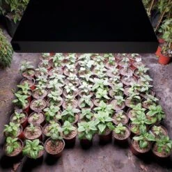 4' 8 Lamp LED Grow Light - T5 HO Sun White Pro Spectrum 13 4' 8 Lamp LED Grow Light - T5 HO Sun White Pro Spectrum -Eds Plant Shop 4 8 lamp led grow light t5 ho sun white pro spectrum 216801