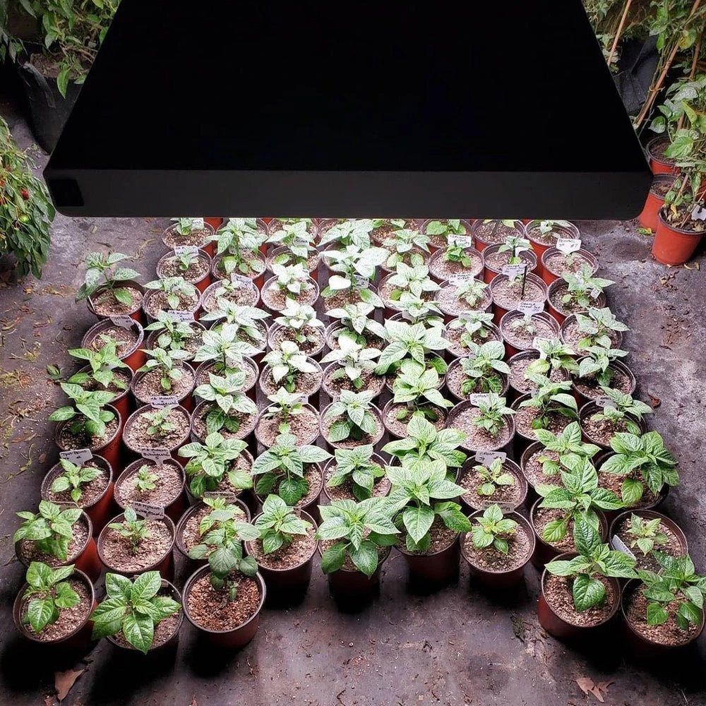 4' 8 Lamp LED Grow Light - T5 HO Sun White Pro Spectrum 6 4' 8 Lamp LED Grow Light - T5 HO Sun White Pro Spectrum - Image 4