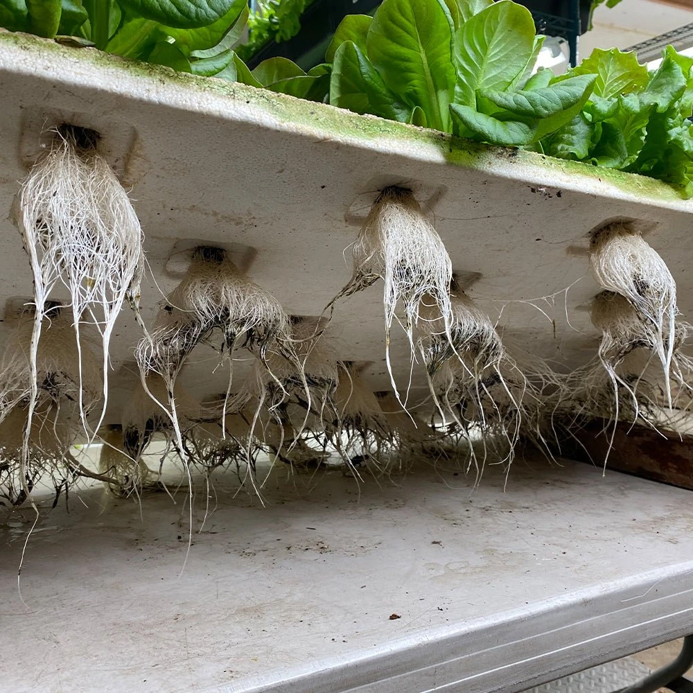 4' 8 Lamp LED Grow Light - T5 HO Sun White Pro Spectrum 9 4' 8 Lamp LED Grow Light - T5 HO Sun White Pro Spectrum - Image 7