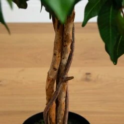 4-ft Ficus Auriculata Artificial Silk Tree – Lifelike Faux Tree With 504 Leaves -Eds Plant Shop 4 ficus auriculata artificial silk tree lifelike faux tree with 504 leaves 863536