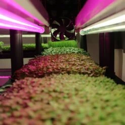 4' LED Grow Lamp – T8 HO Red Bloom Pro Spectrum -Eds Plant Shop 4 led grow lamp t8 ho red bloom pro spectrum 665104