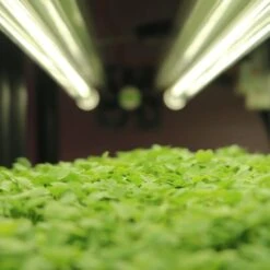 4' LED Grow Lamp – T8 HO Sun White Pro Spectrum -Eds Plant Shop 4 led grow lamp t8 ho sun white pro spectrum 276200