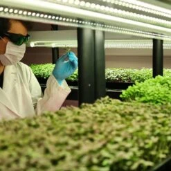 4' LED Grow Lamp – T8 HO Sun White Spectrum -Eds Plant Shop 4 led grow lamp t8 ho sun white spectrum 104788