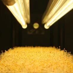 4' LED Grow Lamp – T8 HO Sun White Spectrum -Eds Plant Shop 4 led grow lamp t8 ho sun white spectrum 196845