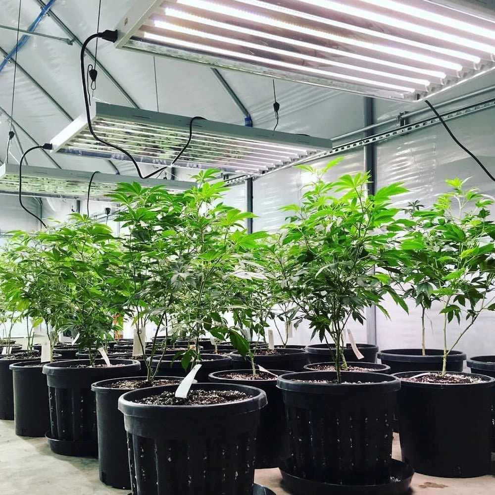 4' LED Plug And Play Grow Lamp – T5 HO Sun White Spectrum 5 4' LED Plug And Play Grow Lamp – T5 HO Sun White Spectrum - Image 3