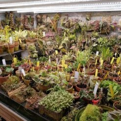 4' LED Plug And Play Grow Lamp – T5 HO Sun White Spectrum 15 4' LED Plug And Play Grow Lamp – T5 HO Sun White Spectrum -Eds Plant Shop 4 led plug and play grow lamp t5 ho sun white spectrum 603041