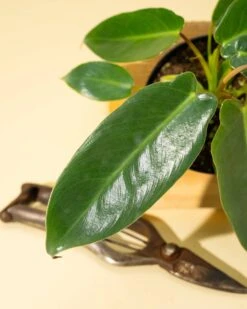 Philodendron 'Spiritus Sancti' -Eds Plant Shop 4 philodendron spiritus sancti 637782