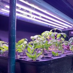 4' Plug & Play LED Grow Lamp –T5 HO Red Bloom Pro Spectrum -Eds Plant Shop 4 plug play led grow lamp t5 ho red bloom pro spectrum 743714