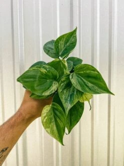 Philodendron Variegated Heartleaf – Rare Vining Houseplant -Eds Plant Shop 4 variegated philodendron hederaceum 172679