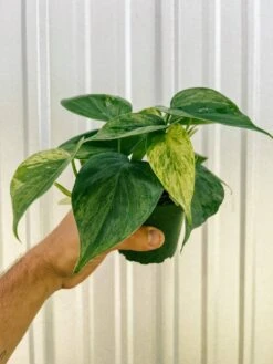 Philodendron Variegated Heartleaf – Rare Vining Houseplant -Eds Plant Shop 4 variegated philodendron hederaceum 598621