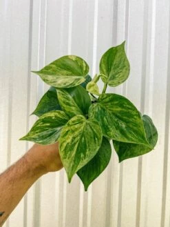 Philodendron Variegated Heartleaf – Rare Vining Houseplant -Eds Plant Shop 4 variegated philodendron hederaceum 620891