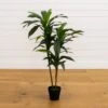 48-in Dracaena Silk Plant (Real Touch) -Eds Plant Shop 48 in dracaena silk plant real touch 8151727