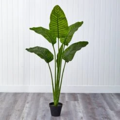 64-in Travelers Palm Tree – UV Resistant (Indoor/Outdoor) -Eds Plant Shop 64 travelers palm tree uv resistant indooroutdoor 146991