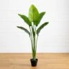 64-in Travelers Palm Tree – UV Resistant (Indoor/Outdoor) 2 64-in Travelers Palm Tree – UV Resistant (Indoor/Outdoor) -Eds Plant Shop 64 travelers palm tree uv resistant indooroutdoor 340001