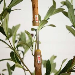 82-in Artificial Olive Tree – Tall, Rustic & Lifelike Décor Accent -Eds Plant Shop 82 artificial olive tree tall rustic lifelike decor accent 202947