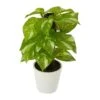 9-in Artificial Pothos Plant In White Planter (Real Touch) -Eds Plant Shop 9 artificial pothos plant in white planter real touch 686805