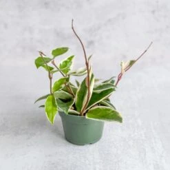 Hoya Carnosa 'Krimson Queen' Wax Plant 11 Hoya Carnosa 'Krimson Queen' Wax Plant -Eds Plant Shop Hoya Carnosa Krimson Queen Wax Plant1