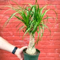 Beaucarnea Recurvata 'Ponytail Palm' 12 Beaucarnea Recurvata 'Ponytail Palm' -Eds Plant Shop IMG 2953