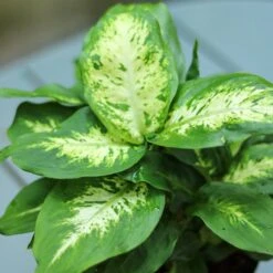 Dieffenbachia ‘Dumb Cane’ – Classic Variegated Dumb Cane -Eds Plant Shop IMG 6496