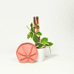 Lili Saucer – Stylish Lily Pad Plant Saucer For Drainage, Root Rot Prevention & Humidity -Eds Plant Shop Lili Sausr Teracotta medium size