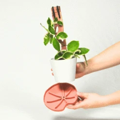 Lili Saucer – Stylish Lily Pad Plant Saucer For Drainage, Root Rot Prevention & Humidity -Eds Plant Shop Lili Sausr multicolor