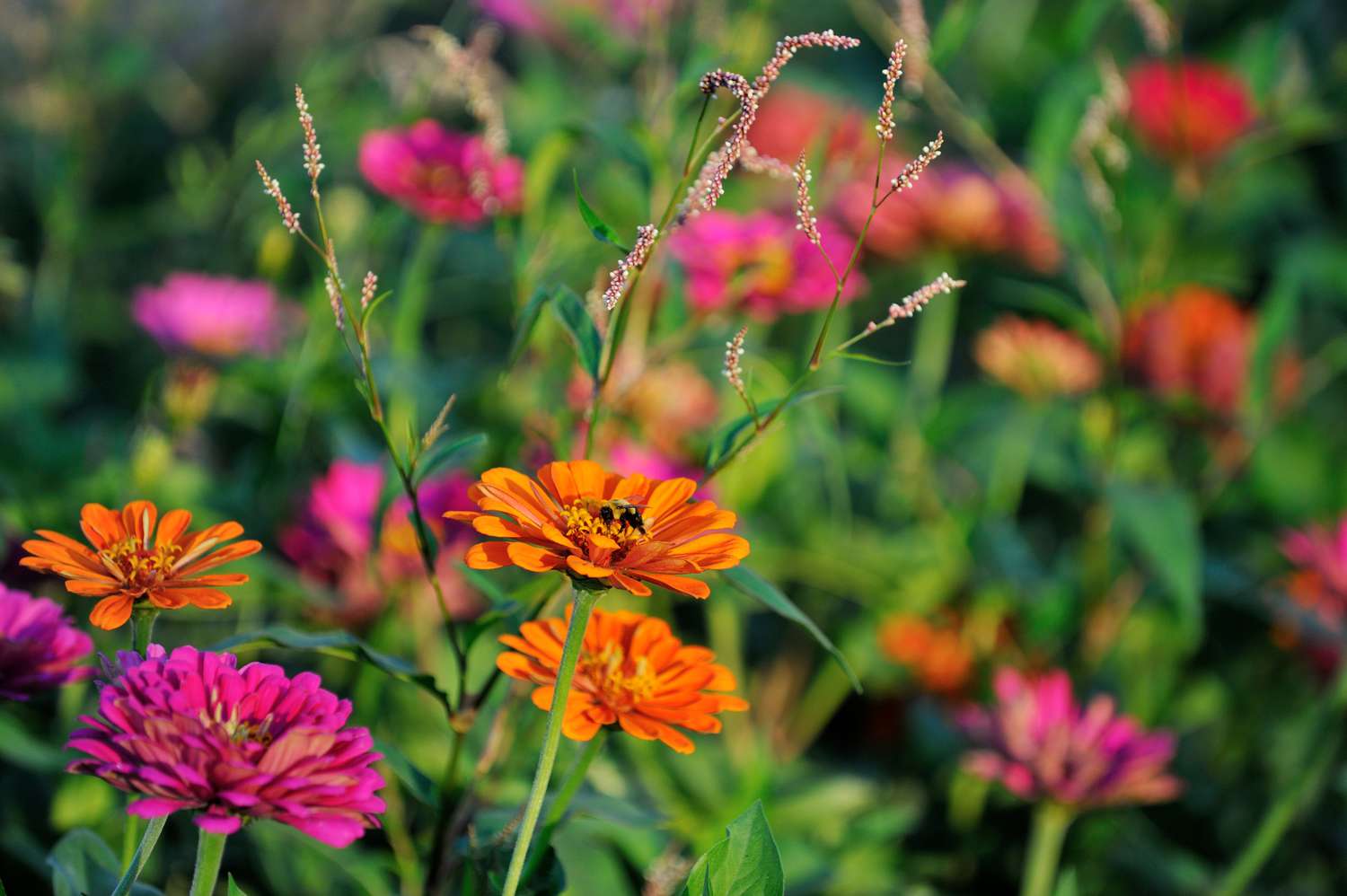 Eds Plant Shop -Eds Plant Shop Zinnias GettyImages 649060648 1 59d66a6b519de20010340e7c