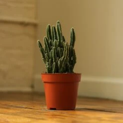 Acanthocereus Tetragonus ‘Triangle Cactus’ - 5 Inch -Eds Plant Shop acanthocereus tetragonus triangle cactus 5 inch 231395