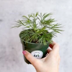 Actiniopteris Australis - Eyelash Fern - 4 Inch -Eds Plant Shop actiniopteris australis eyelash fern 4 inch 366450