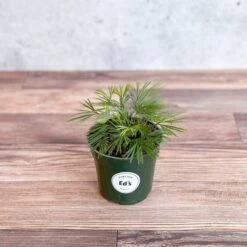 Actiniopteris Australis - Eyelash Fern - 4 Inch -Eds Plant Shop actiniopteris australis eyelash fern 4 inch 715333