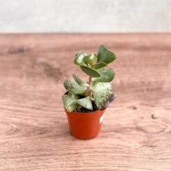 Adromischus Maculatus - Calico Hearts Plant -3 Inch -Eds Plant Shop adromischus maculatus calico hearts plant 3 inch 439021