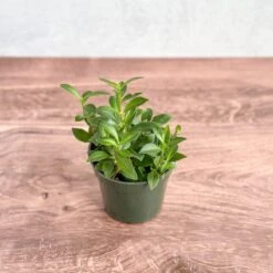 Aeschynanthus Longicaulis 'Purple Star' - Purple Star Lipstick Plant -Eds Plant Shop aeschynanthus longicaulis purple star purple star lipstick plant various sizes 721857