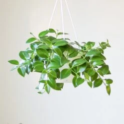 Aeschynanthus Radicans - Lipstick Plant Hanging Basket -Eds Plant Shop aeschynanthus radicans lipstick plant various hanging basket sizes 552174