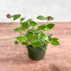 Aeschynanthus Radicans 'Mona Lisa' - Mona Lisa Lipstick Plant Hanging Basket -Eds Plant Shop aeschynanthus radicans mona lisa mona lisa lipstick plant hanging basket 710472