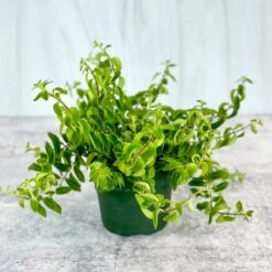 Aeschynanthus Radicans 'Rasta' Curly Lipstick Plant -4 Inch